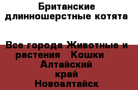 Британские длинношерстные котята - Все города Животные и растения » Кошки   . Алтайский край,Новоалтайск г.